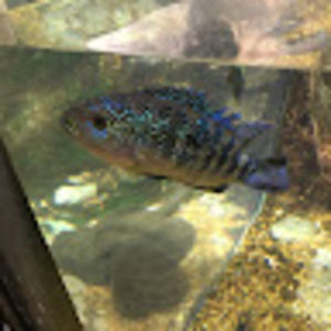 Meet your Posher, Araceli